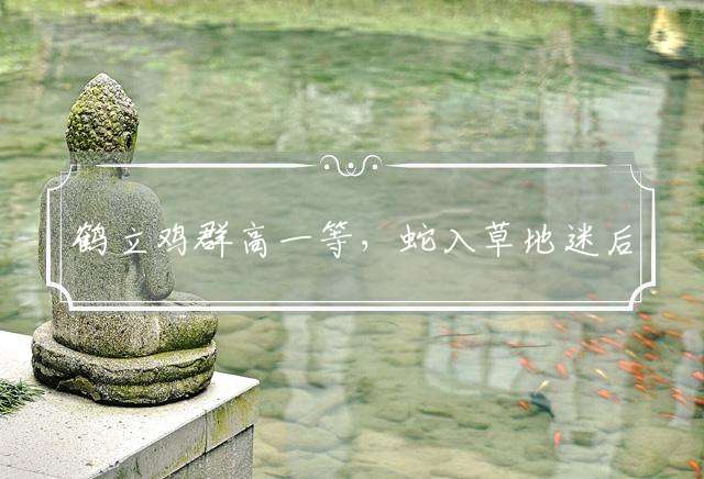 鹤立鸡群高一等，蛇入草地迷后人指代表哪个生肖,精选释义落实解释